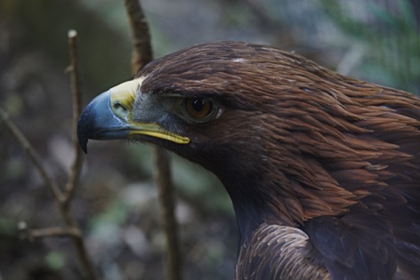 Aquila reale